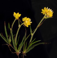 Conostylis aculeata