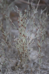 Lepidobolus drapetocoleus
