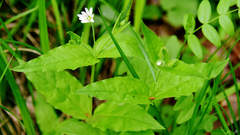Stellaria bungeana