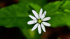 Stellaria bungeana