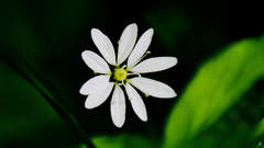 Stellaria bungeana