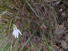 Caladenia picta