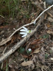 Caladenia picta