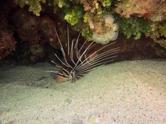 Pterois radiata