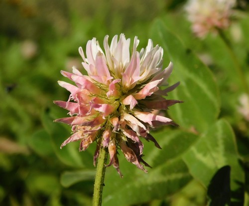 Caucasian Clover