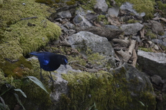 Myophonus horsfieldii