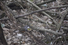 Montecincla fairbanki