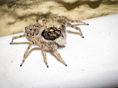 Menemerus semilimbatus