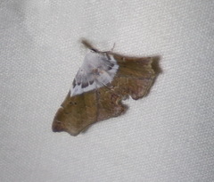 Esthlodora versicolor