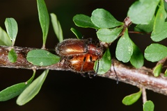 Metriolagria affinis