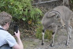 Nilgiritragus hylocrius