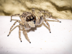 Menemerus semilimbatus