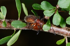 Metriolagria affinis