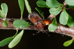 Metriolagria affinis