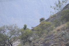 Nilgiritragus hylocrius