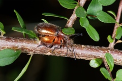 Metriolagria affinis