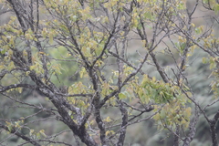 Anthus nilghiriensis