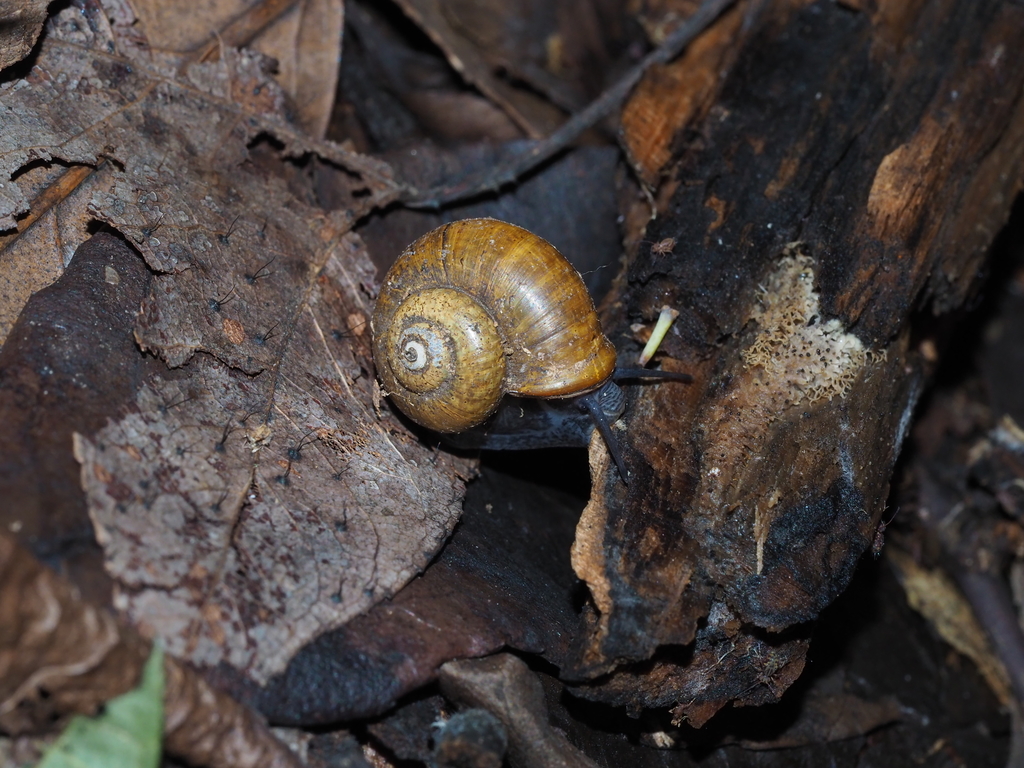 Cyclotus