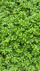 Argentina anserina