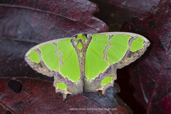 Agathia hilarata