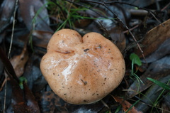 Tricholoma eucalypticum