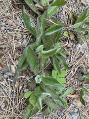 Pilosella aurantiaca