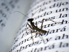 Mantis religiosa