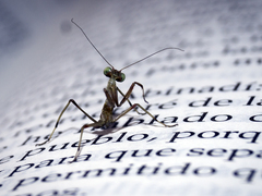 Mantis religiosa