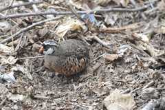 Perdicula erythrorhyncha