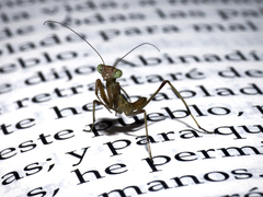 Mantis religiosa