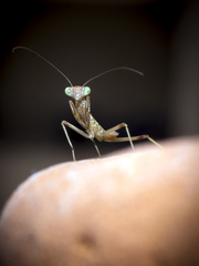 Mantis religiosa