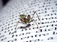 Mantis religiosa