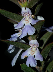 Hemigenia sericea
