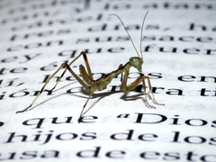 Mantis religiosa