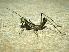 Mantis religiosa