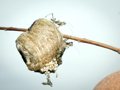 Mantis religiosa