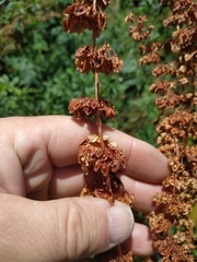 Rumex cristatus