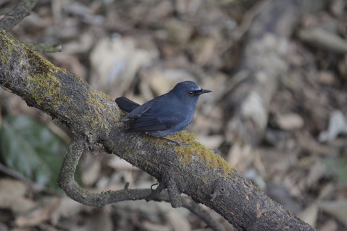 White-bellied Blue Robin (Sholicola albiventris), photo 5