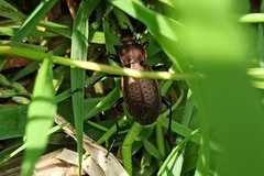 Carabus arvensis