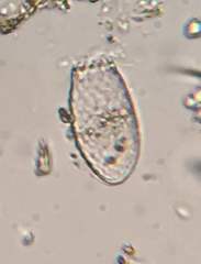 Euglypha