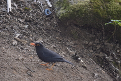 Turdus simillimus
