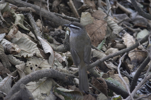 Palani Laughingthrush (Montecincla fairbanki), photo 6