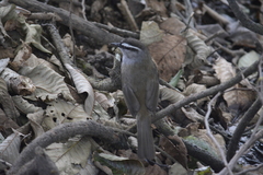 Montecincla fairbanki