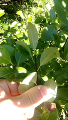 Pittosporum colensoi