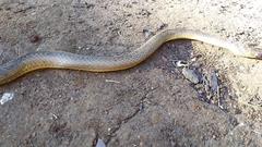 Psammophis mossambicus