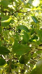 Pittosporum colensoi