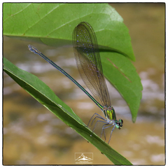 Vestalis nigrescens