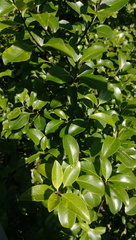 Pittosporum colensoi