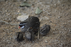 Perdicula erythrorhyncha