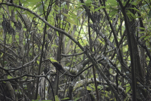 Dusky Palm Squirrel